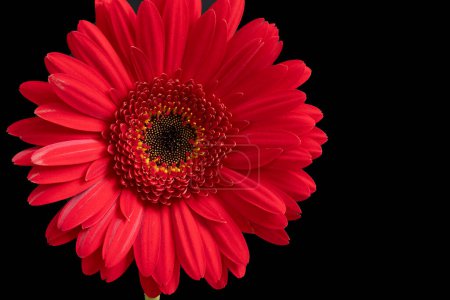 Téléchargez les photos : Belle fleur de gerbera sur fond sombre - en image libre de droit