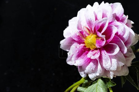 Foto de Hermosa flor sobre fondo oscuro - Imagen libre de derechos