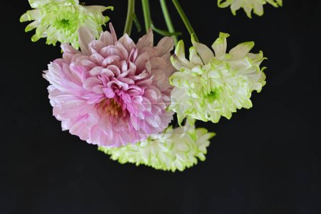 Téléchargez les photos : Belles fleurs sur fond sombre - en image libre de droit