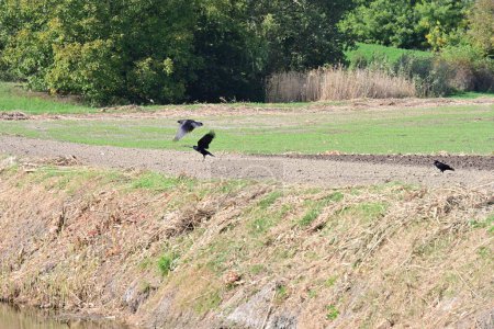 Téléchargez les photos : Le troupeau de corbeaux survolant le champ - en image libre de droit