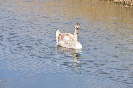 Foto de Hermoso cisne en el lago, la flora y la fauna - Imagen libre de derechos