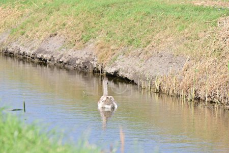 Foto de Hermoso cisne en el lago, la flora y la fauna - Imagen libre de derechos