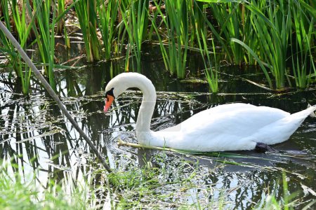 Téléchargez les photos : Cygne blanc sur le lac, la flore et la faune - en image libre de droit