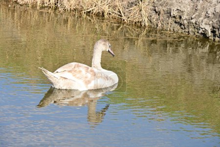 Foto de Cisne blanco en el lago, flora y fauna - Imagen libre de derechos