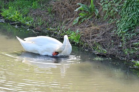 Photo for White swan on the lake, flora and fauna - Royalty Free Image