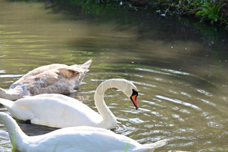Foto de Hermosos cisnes en el lago, la flora y la fauna - Imagen libre de derechos