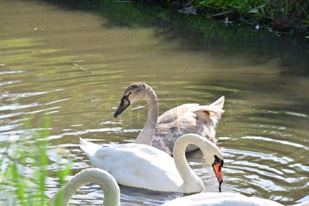 Téléchargez les photos : Beaux cygnes sur le lac, la flore et la faune - en image libre de droit
