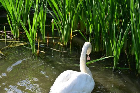 Téléchargez les photos : Cygne blanc sur le lac, la flore et la faune - en image libre de droit