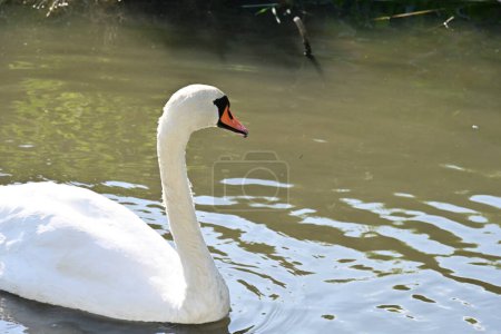 Photo for White swan on the lake, flora and fauna - Royalty Free Image