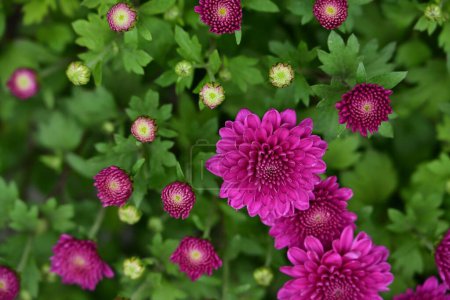 Foto de Hermosas flores de color rosa crisantemo en el jardín - Imagen libre de derechos