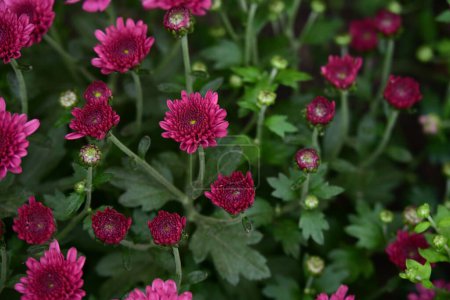 Photo for Beautiful chrysanthemum pink flowers in the garden - Royalty Free Image