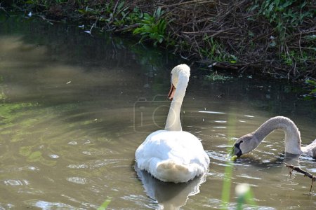 Foto de Hermosos cisnes en el lago, la flora y la fauna - Imagen libre de derechos