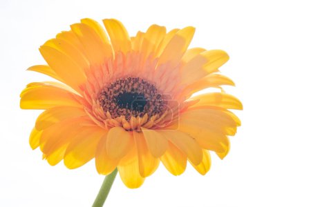 Téléchargez les photos : Belle fleur jaune, gros plan - en image libre de droit