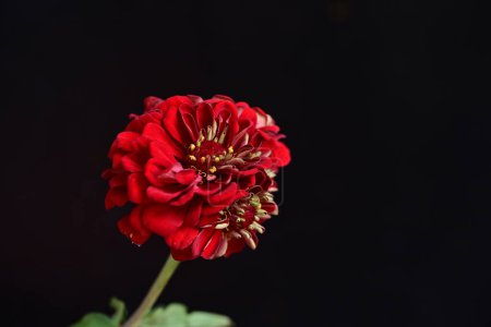 Foto de Hermosa flor roja sobre fondo negro - Imagen libre de derechos