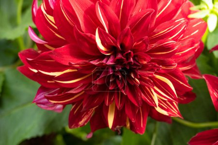 Téléchargez les photos : Fleur de dahlia rouge close - up - en image libre de droit