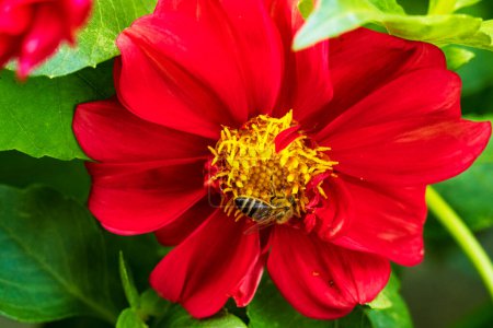Foto de La abeja recoge el polen de la flor roja en el jardín - Imagen libre de derechos