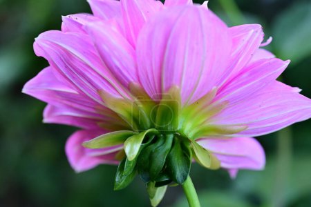 Foto de Primer plano de hermosa flor que crece al aire libre - Imagen libre de derechos