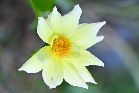 Téléchargez les photos : Belle fleur jaune dans le jardin - en image libre de droit