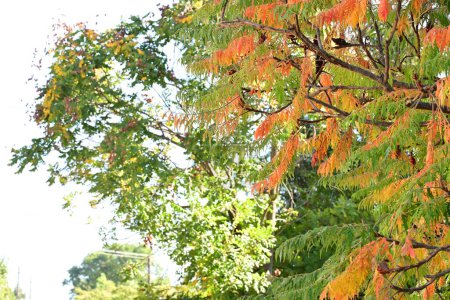 Téléchargez les photos : Arbre d'automne aux feuilles colorées - en image libre de droit