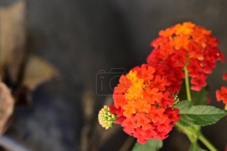Photo for Red flowers in the garden - Royalty Free Image