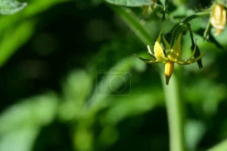 Photo for Close up of yellow flowers in the garden - Royalty Free Image