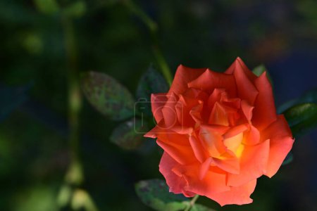 Foto de Hermosa flor de rosa en el verano - Imagen libre de derechos