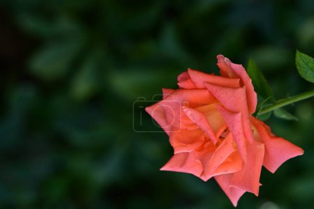 Photo for Beautiful pink  rose in the garden - Royalty Free Image