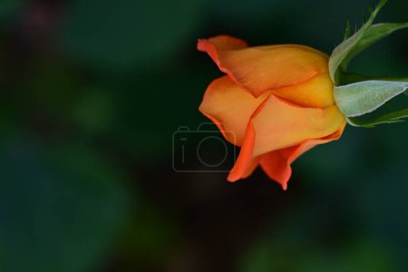 Téléchargez les photos : Belle photo botanique, fond d'écran naturel, fleur rose - en image libre de droit