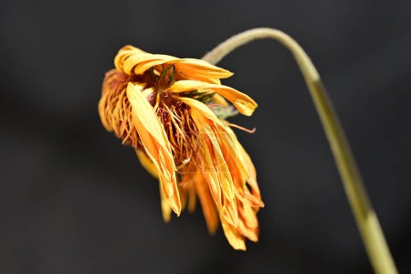 Foto de Flor seca, hermoso plano botánico, fondo de pantalla natural - Imagen libre de derechos