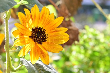 Téléchargez les photos : Belle fleur poussant dans le jardin, gros plan - en image libre de droit