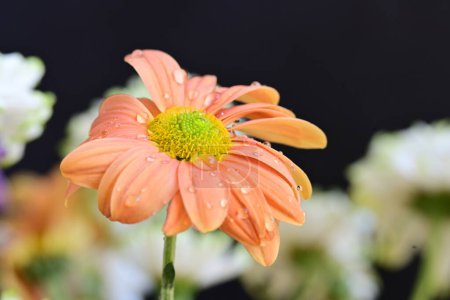 Foto de Hermosa flor en el jardín - Imagen libre de derechos