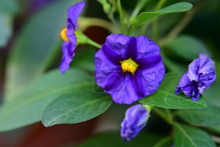Foto de Hermosas flores azules en el jardín - Imagen libre de derechos