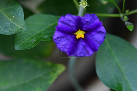 Foto de Flor azul en el jardín, de cerca - Imagen libre de derechos