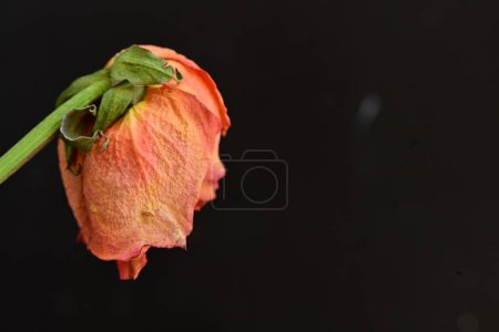 Foto de Flor de rosa seca sobre fondo negro - Imagen libre de derechos