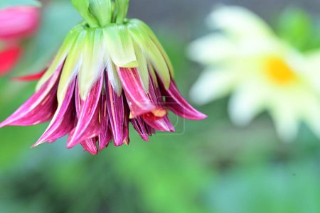 Foto de Hermoso capullo de flores en el jardín - Imagen libre de derechos