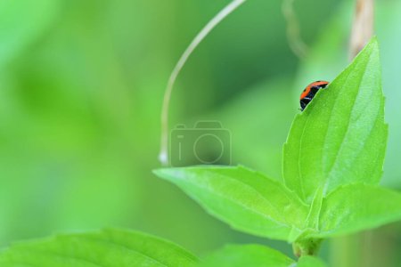 Photo for Ladybug on the leaf. - Royalty Free Image