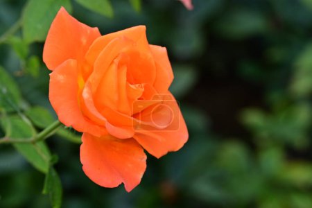 Foto de Hermosa rosa, flor con pétalos - Imagen libre de derechos