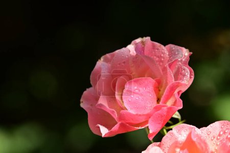 Foto de Rosa hermosa en el jardín - Imagen libre de derechos
