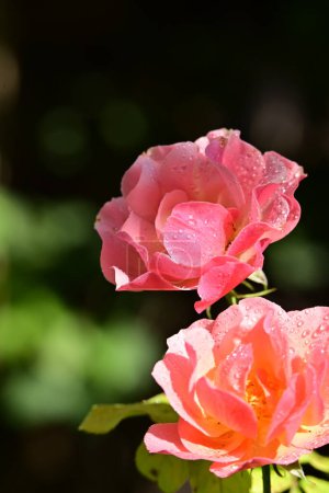 Foto de Rosas rosadas en el jardín, vista de cerca - Imagen libre de derechos
