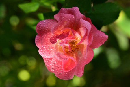 Foto de Hermosa rosa flor en el jardín - Imagen libre de derechos