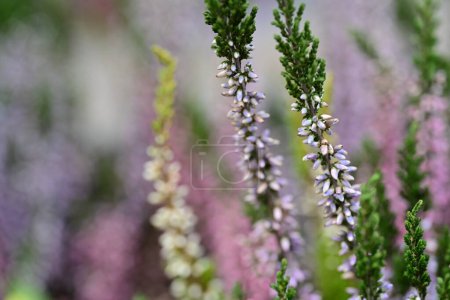 Photo for Beautiful botanical shot, natural wallpaper - Royalty Free Image