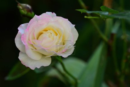 Photo for Beautiful pink rose in the garden - Royalty Free Image