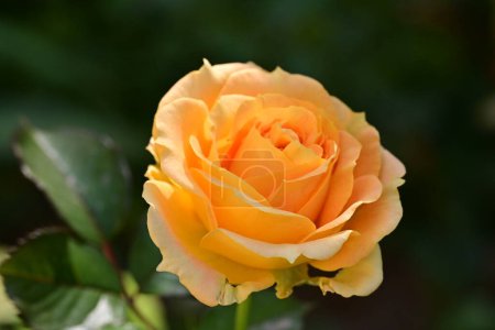 Foto de Beautiful orange  rose flower growing  in the garden - Imagen libre de derechos