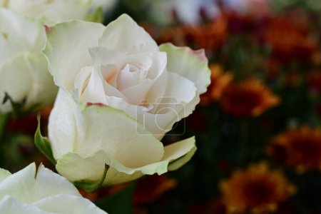 Téléchargez les photos : Beautiful flowers bouquet, close up - en image libre de droit