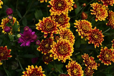 Photo for Beautiful bright flowers, close up - Royalty Free Image