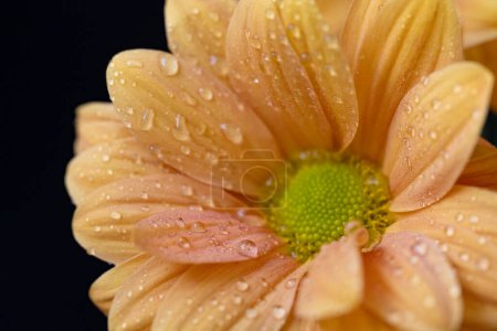 Téléchargez les photos : Chrysanthème jaune sur fond noir - en image libre de droit