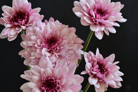 Téléchargez les photos : Belles fleurs de chrysanthème, gros plan - en image libre de droit