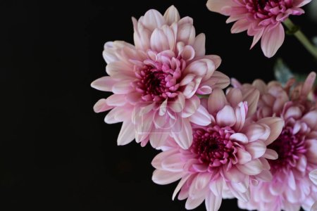 Foto de Hermosas flores de crisantemo, de cerca - Imagen libre de derechos