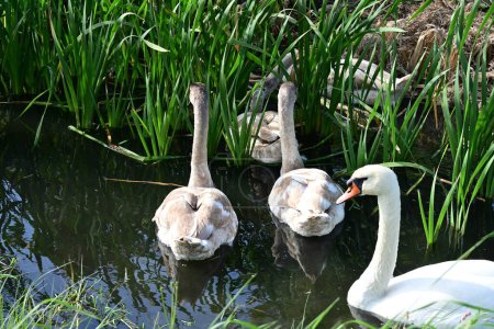Foto de Hermosos cisnes en el lago, la naturaleza - Imagen libre de derechos