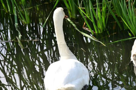 Foto de Hermoso cisne en el lago, la naturaleza - Imagen libre de derechos